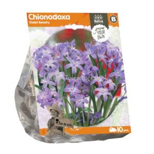 Baltus Chionodoxa Voilet Beauty bloembollen per 10 stuks